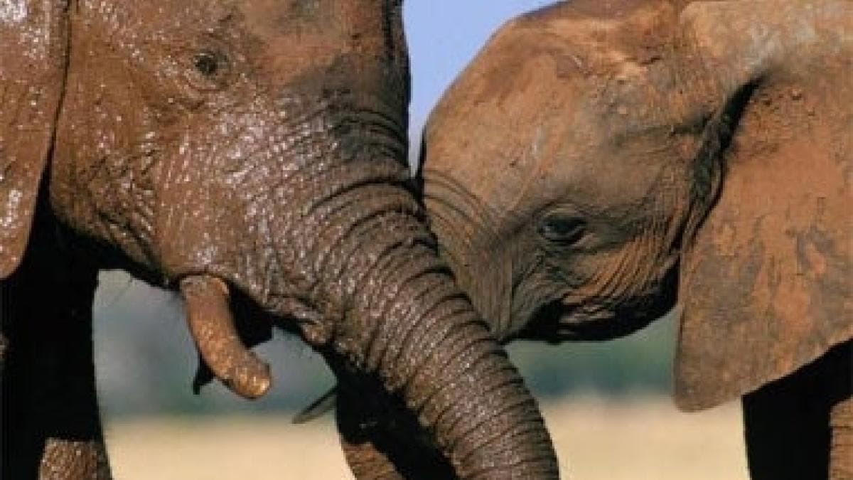 Indonesia prohíbe montar elefantes: victoria popular