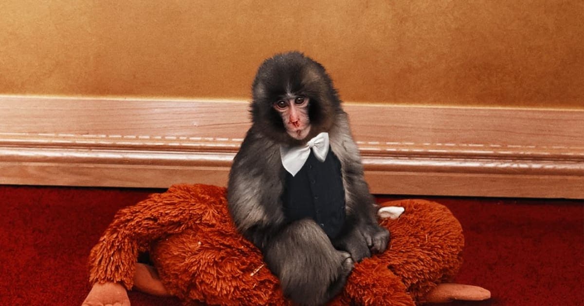 El monito Punch llega a los Actor Awards y conquista corazones