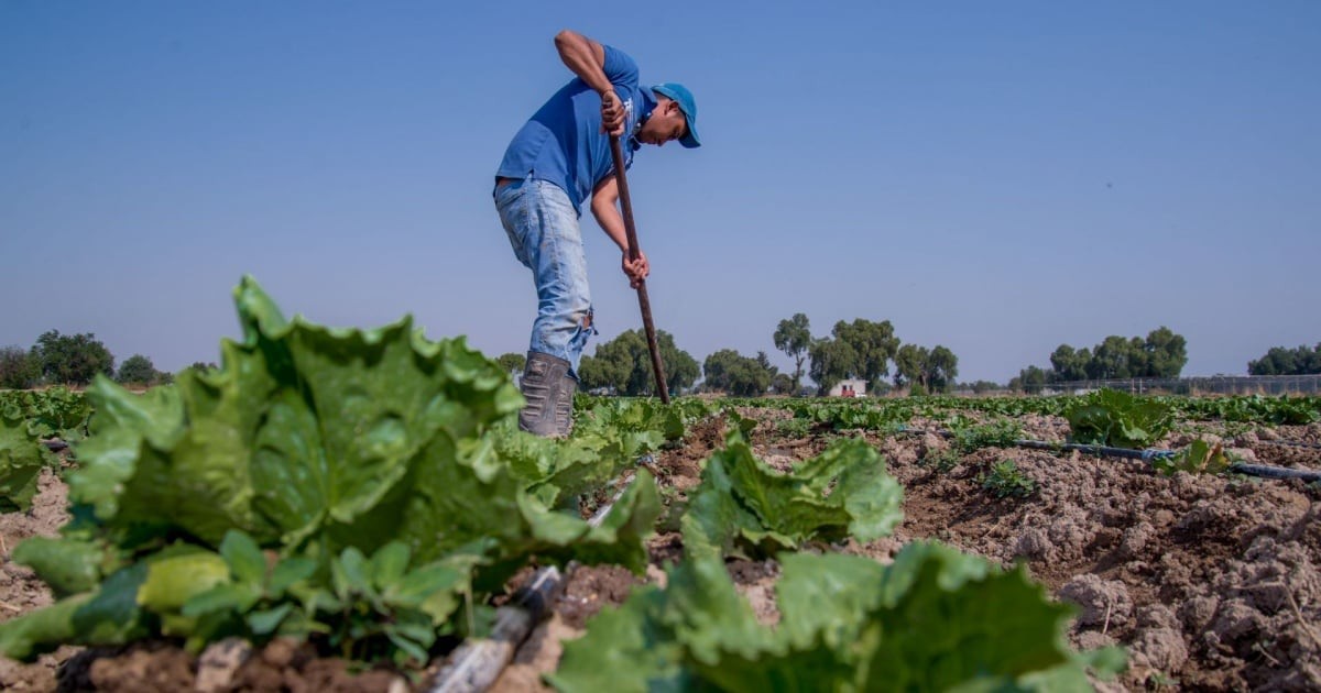 ¡No se dejen engañar! La lechuga mexicana está limpia, el parásito no está en nuestros campos