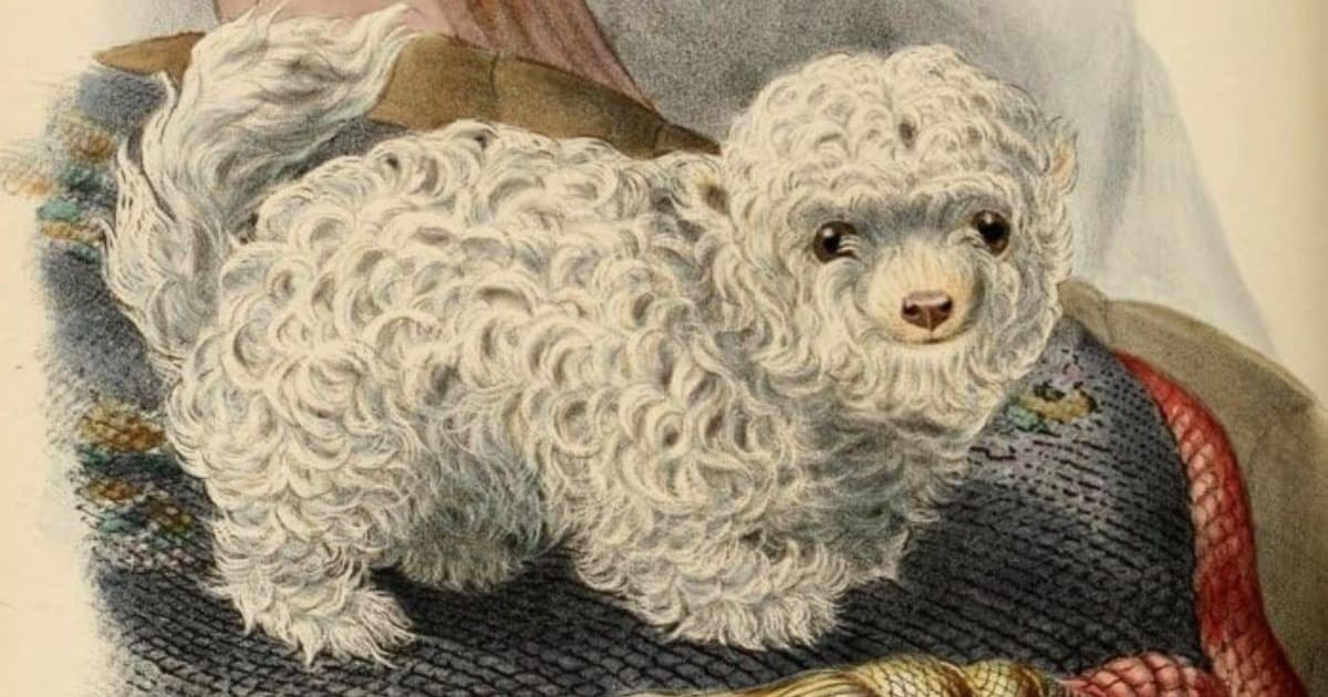 El perro faldero mexicano: ¿mito o realidad? La historia del can más chiquito que nunca existió