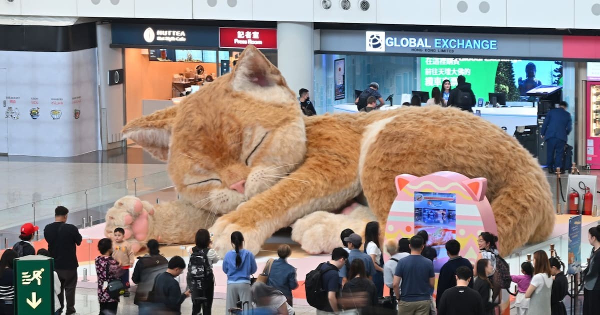El gato gigante de Hong Kong que conquistó el aeropuerto: ya es parte de la familia